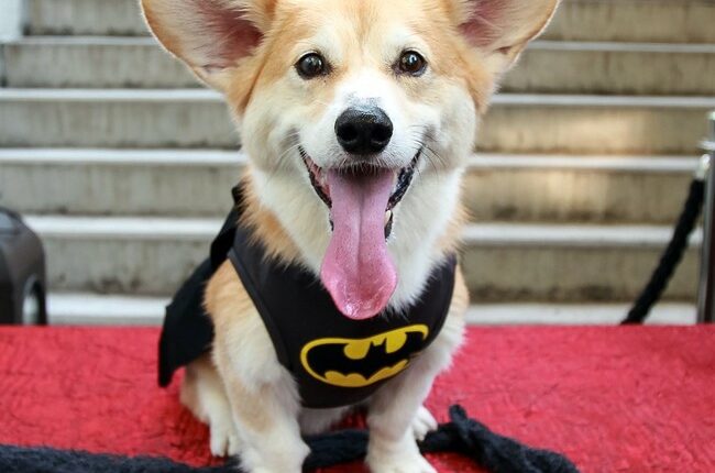 No Way: Brave Corgi Leads Pack of Stolen Dogs 11 Miles Along a Busy Chinese Freeway Back to Their Homes