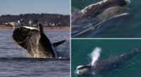 North Atlantic right whale spotting prompts boating restrictions along the East Coast