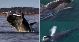 North Atlantic right whale spotting prompts boating restrictions along the East Coast