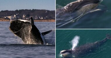 North Atlantic right whale spotting prompts boating restrictions along the East Coast