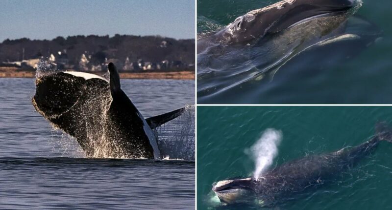 North Atlantic right whale spotting prompts boating restrictions along the East Coast