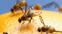 Officials declare a fruit fly quarantine in San Diego after invasive pest discovery