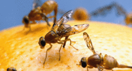 Officials declare a fruit fly quarantine in San Diego after invasive pest discovery