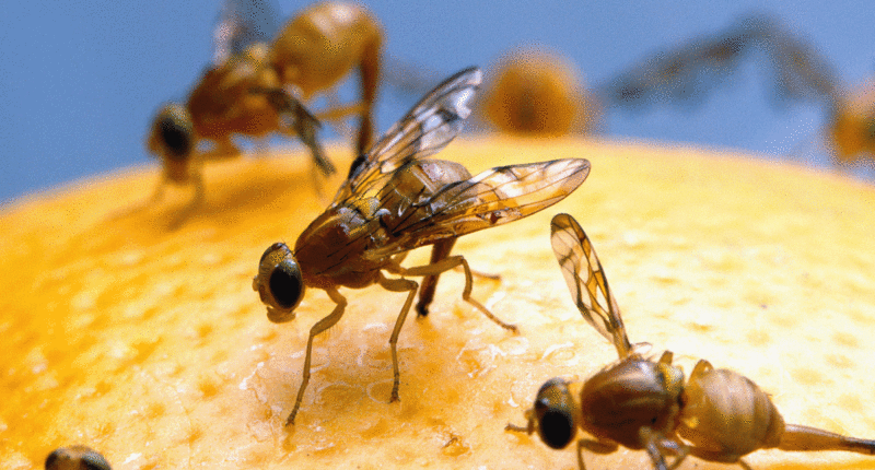 Officials declare a fruit fly quarantine in San Diego after invasive pest discovery