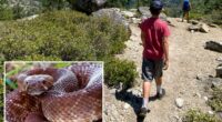 Officials renew rattlesnake warning after another death on SoCal trails