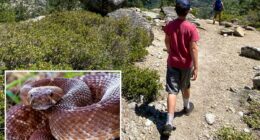 Officials renew rattlesnake warning after another death on SoCal trails