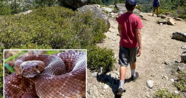 Officials renew rattlesnake warning after another death on SoCal trails