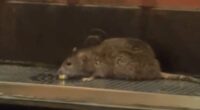 Outrage over video of RAT enjoying beer at Pittsburgh tap house