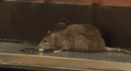 Outrage over video of RAT enjoying beer at Pittsburgh tap house