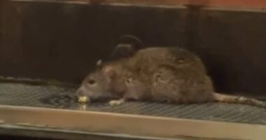 Outrage over video of RAT enjoying beer at Pittsburgh tap house