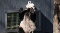 Pandas 'flirting' through window in a milestone for the cute species
