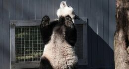 Pandas 'flirting' through window in a milestone for the cute species