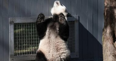 Pandas 'flirting' through window in a milestone for the cute species