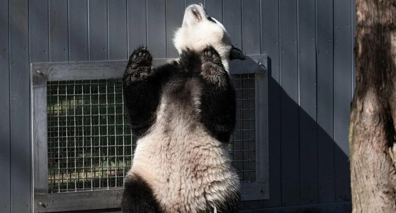 Pandas 'flirting' through window in a milestone for the cute species