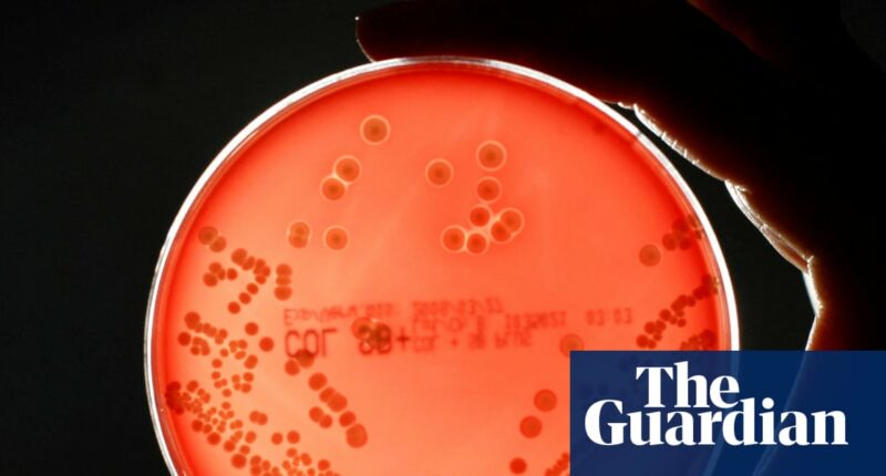 Pipeline of new drugs to fight superbugs is ‘worryingly thin’, experts warn