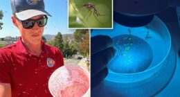 Plan to eradicate LA mosquitoes could raise taxes for residents