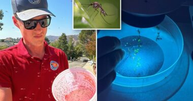 Plan to eradicate LA mosquitoes could raise taxes for residents