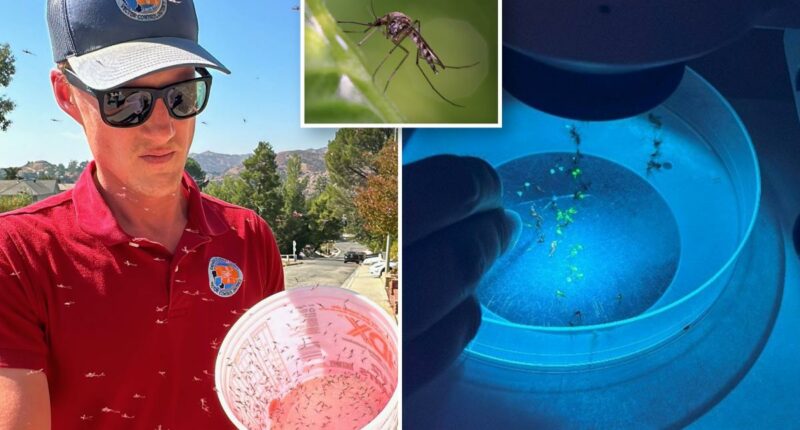 Plan to eradicate LA mosquitoes could raise taxes for residents