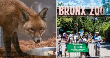 Red fox hides out on cargo ship, travels from England to New York