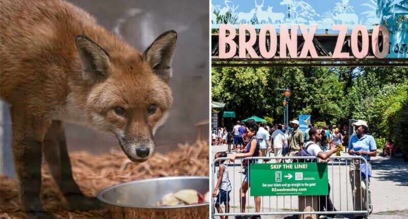 Red fox hides out on cargo ship, travels from England to New York