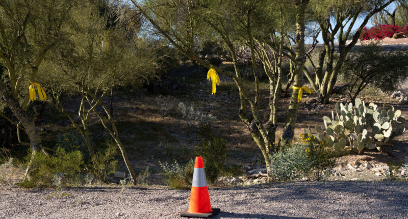 SAVANNAH GUTHRIE MOM MISSING: DAY 35