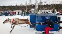 Salla Reindeer Cup draws fans for traditional reindeer racing