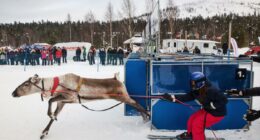 Salla Reindeer Cup draws fans for traditional reindeer racing