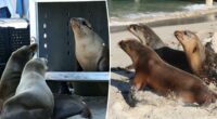 Sea lions released back into the water after shocking shootings