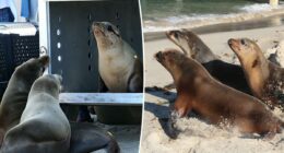 Sea lions released back into the water after shocking shootings