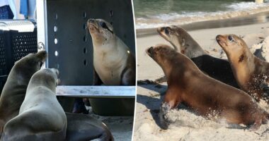 Sea lions released back into the water after shocking shootings