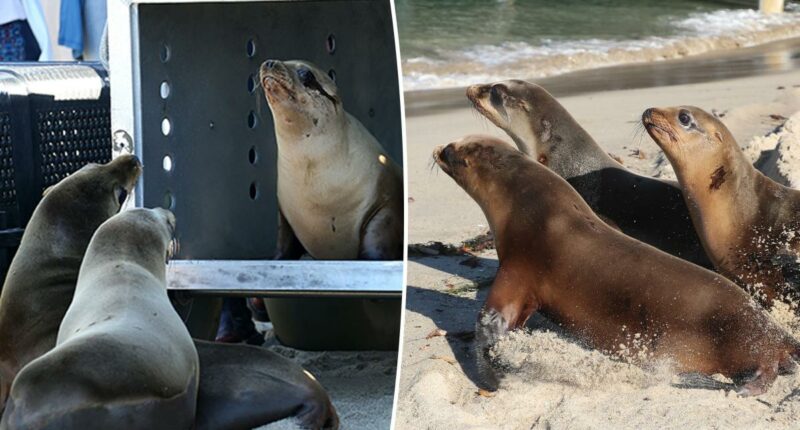 Sea lions released back into the water after shocking shootings