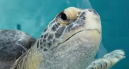 Sea turtle who lost a flipper gets second chance at life after rescue
