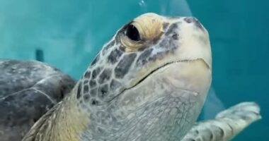 Sea turtle who lost a flipper gets second chance at life after rescue