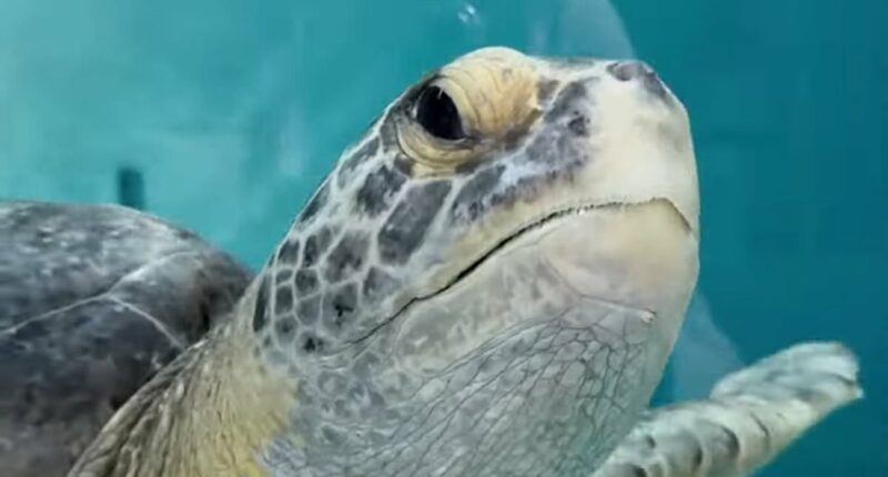 Sea turtle who lost a flipper gets second chance at life after rescue