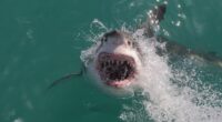 Shark attack deaths surge above decade average in 2025