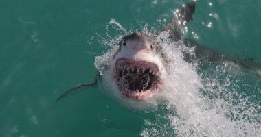 Shark attack deaths surge above decade average in 2025
