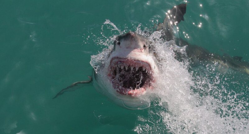 Shark attack deaths surge above decade average in 2025