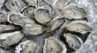 Shellfish recalled in nine states over fears of contamination with highly contagious norovirus
