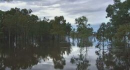 Unrelenting rainfall in parts of the state saw paddocks sodden and left roads under water due to a tropical low.﻿