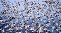 Snow geese take off for the Arctic in mesmerizing sunrise display