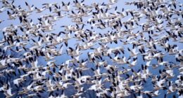 Snow geese take off for the Arctic in mesmerizing sunrise display