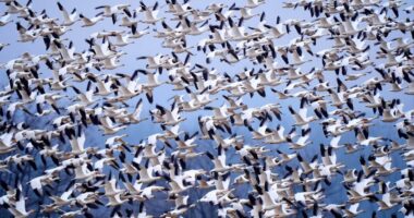 Snow geese take off for the Arctic in mesmerizing sunrise display