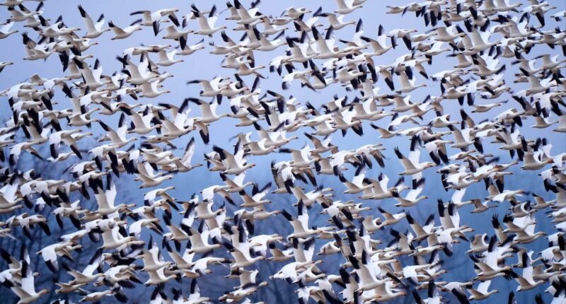 Snow geese take off for the Arctic in mesmerizing sunrise display