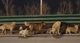 Stolen dogs escape meat factory and form 'band of brothers' home