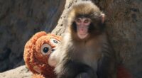 'Stop feeling sorry' for Punch the monkey, his zoo says