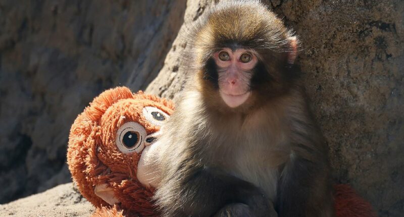 'Stop feeling sorry' for Punch the monkey, his zoo says