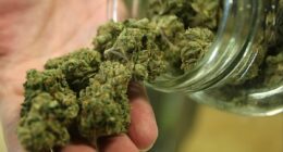 Ten doctors 'have prescribed more than half of all the medicinal cannabis' since it was legalised in Britain