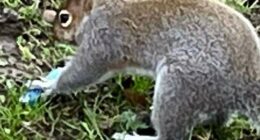 Squirrels have started 'vaping' after mistaking the fruity smells for food, experts have warned