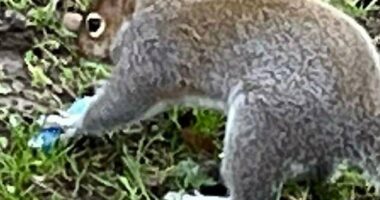 Squirrels have started 'vaping' after mistaking the fruity smells for food, experts have warned