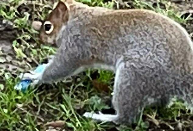 Squirrels have started 'vaping' after mistaking the fruity smells for food, experts have warned